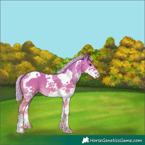 Horse Color:Palomino Splash Tobiano 