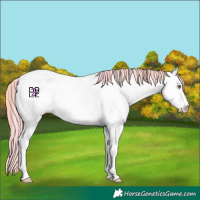 Horse Color:Painted Gold Champagne Sabino Appaloosa 