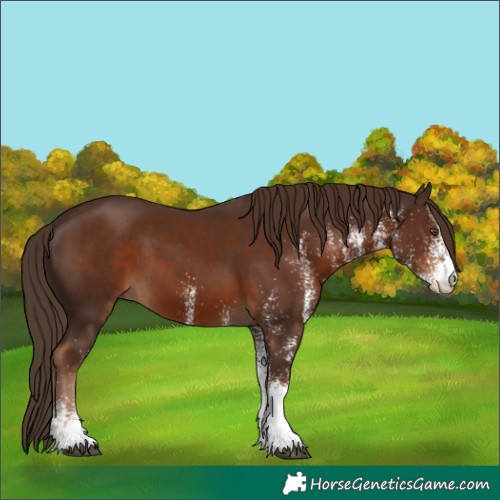 Horse Color:White Spotted Liver Chestnut