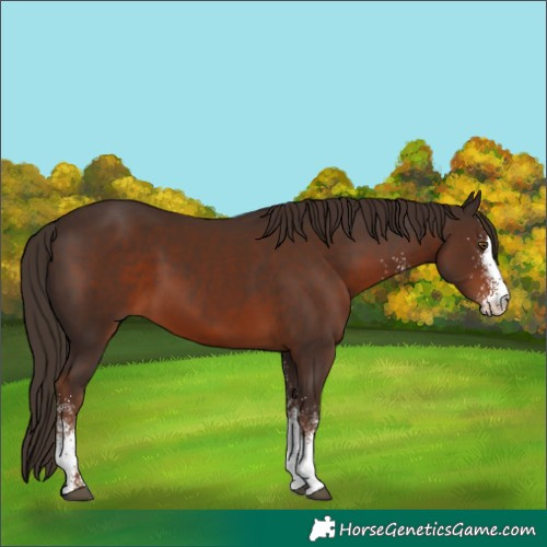 Horse Color:White Spotted Liver Chestnut