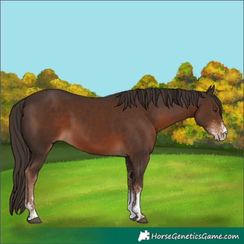 Horse Color:White Spotted Liver Chestnut 