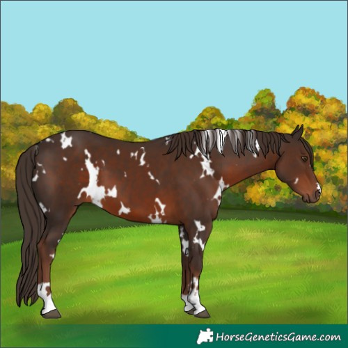 Horse Color:White Spotted Liver Chestnut