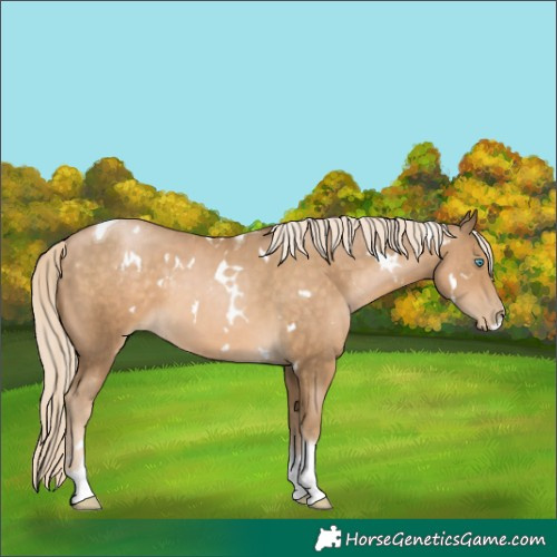 Horse Color:White Spotted Chocolate Palomino Pearl Tobiano 