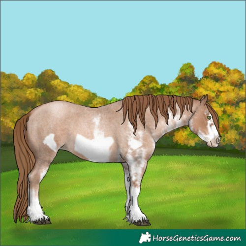 Horse Color:White Spotted Liver Red Roan Pearl Frame