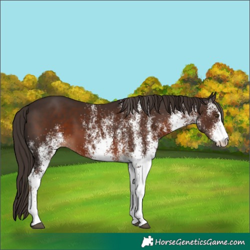 Horse Color:White Spotted Liver Chestnut 