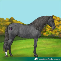 Horse Color:Black Appaloosa