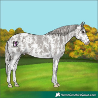 Horse Color:Silver Black Sabino Varnish Rabicano 