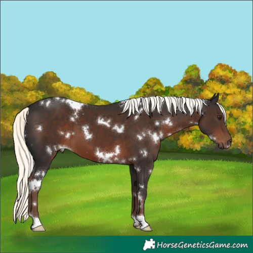 Horse Color:White Spotted Liver Chestnut Mushroom 