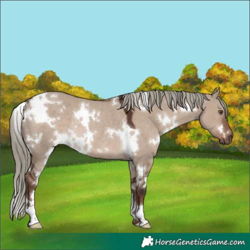 Horse Color:White Spotted Liver Red Dun Mushroom Rabicano 