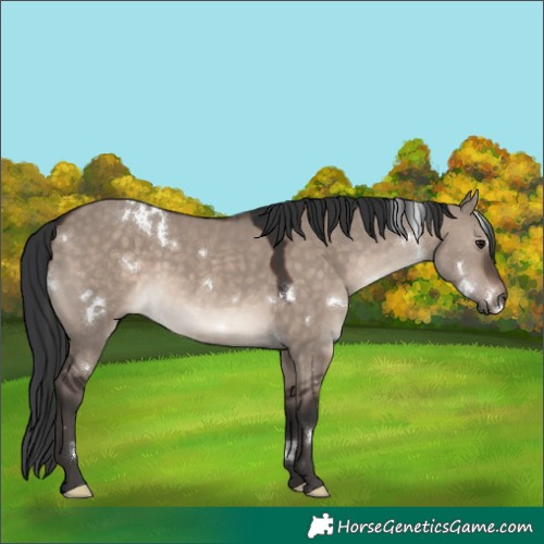 Horse Color:White Spotted Brown Dun Mushroom Rabicano 