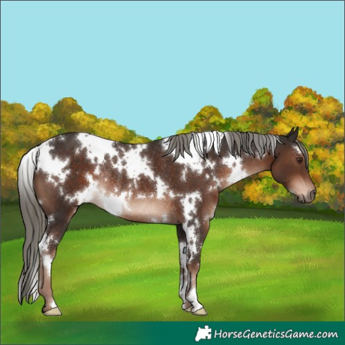 Horse Color:White Spotted Liver Chestnut Mushroom Rabicano 