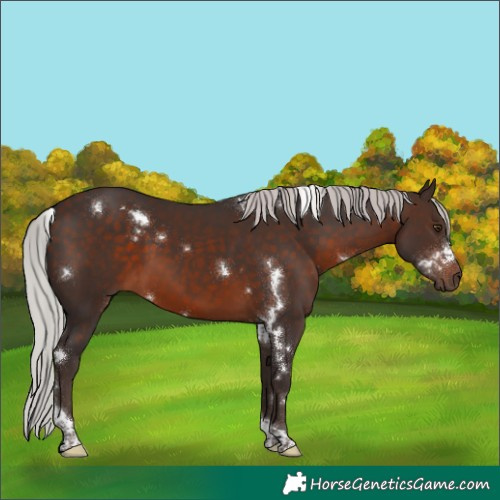 Horse Color:White Spotted Silver Brown Mushroom Tobiano 
