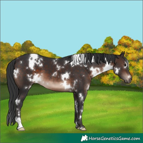 Horse Color:White Spotted Brown Mushroom 