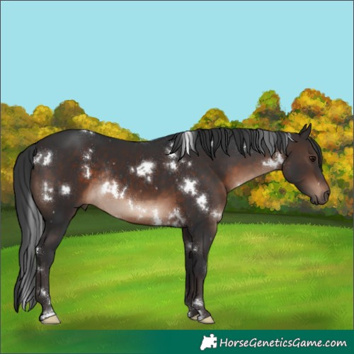 Horse Color:White Spotted Brown Mushroom Rabicano 