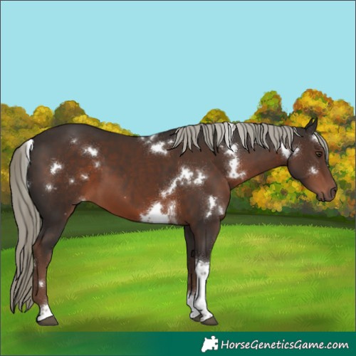 Horse Color:White Spotted Liver Chestnut Mushroom Tobiano 
