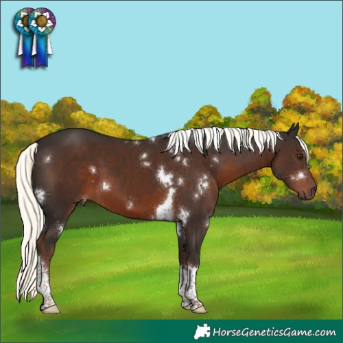 Horse Color:White Spotted Liver Chestnut Mushroom Tobiano Rabicano 
