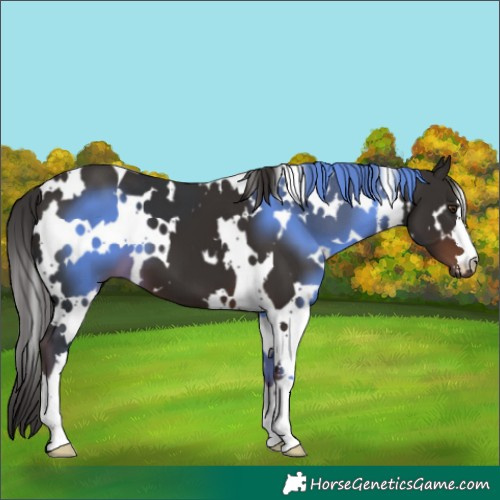 Horse Color:White Spotted Liver Chestnut 