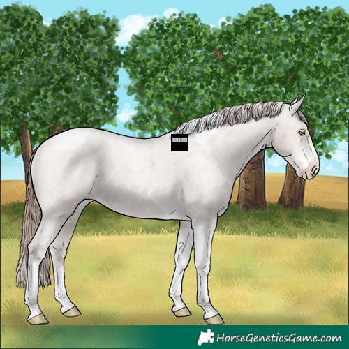 Horse Color:Amber Champagne Ice Sabino Tobiano Varnish