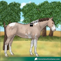 Horse Color:Amber Champagne Ice Sabino Tobiano Appaloosa 