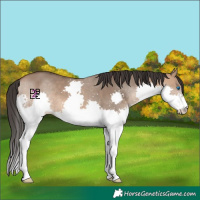 Horse Color:Bay Dun Splash 