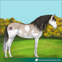 Horse Color:Bay Dun Splash 