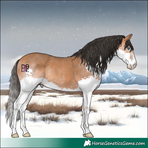 Horse Color:Bay Splash 