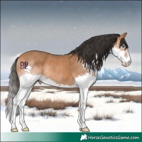 Horse Color:Bay Splash 