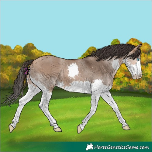 Horse Color:Bay Dun Splash