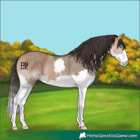 Horse Color:Bay Dun Splash 