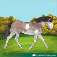 Horse Color:Bay Dun Splash
