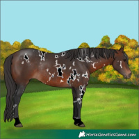 Horse Color:White Spotted Brown Rabicano 