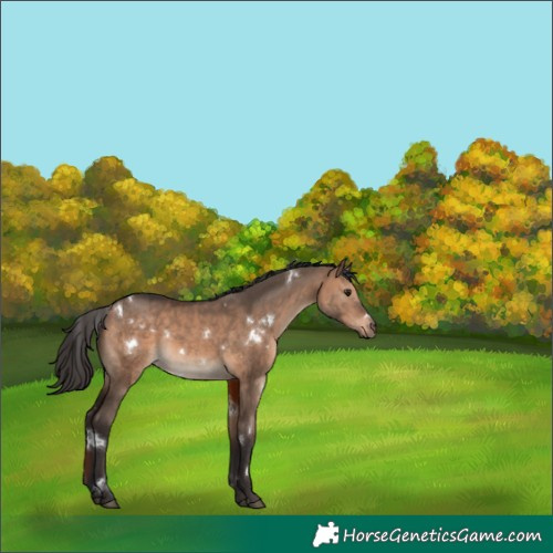 Horse Color:White Spotted Bay Dun Rabicano 