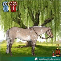 Horse Color:White Spotted Silver Brown Dun 