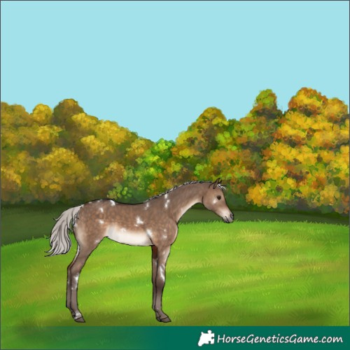 Horse Color:White Spotted Silver Brown Dun Rabicano 