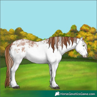 Horse Color:White Spotted Chestnut 