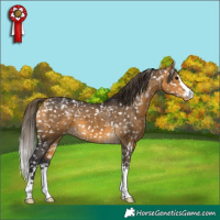 Horse Color:Buckskin Appaloosa