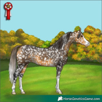 Horse Color:Buckskin Appaloosa