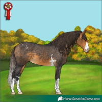 Horse Color:Buckskin Appaloosa 