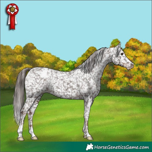 Horse Color:Liver Chestnut Appaloosa Rabicano 