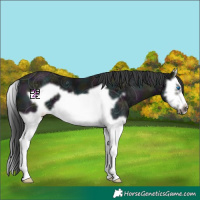 Horse Color:Midnight Black Ice Splash Frame 