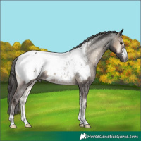 Horse Color:Gray Blue Onyx Appaloosa