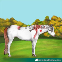 Horse Color:White Spotted Liver Chestnut Frame Rabicano 
