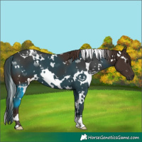 Horse Color:White Spotted Liver Chestnut 