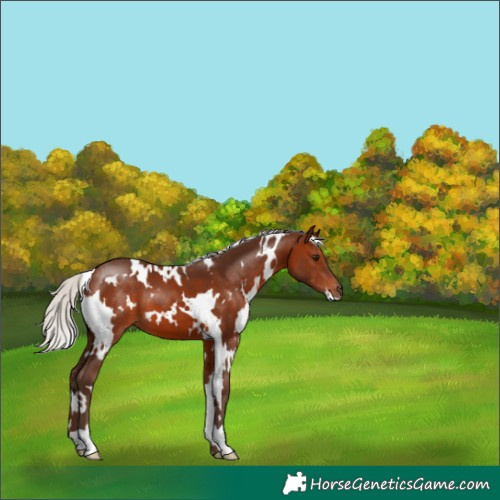 Horse Color:White Spotted Silver Brown 