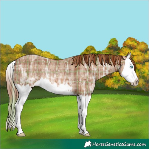 Horse Color:Plaid  Chestnut Ice Splash Rabicano 
