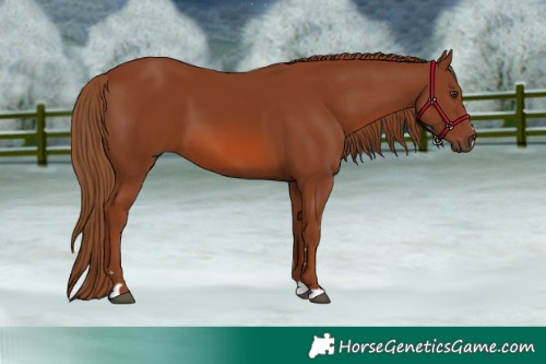 Horse Color:Chestnut 