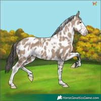 Horse Color:White Spotted Liver Red Dun Sabino Splash Appaloosa