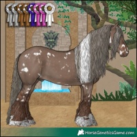 Horse Color:White Spotted Liver Red Dun Mushroom