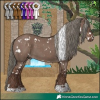 Horse Color:White Spotted Liver Red Dun Mushroom