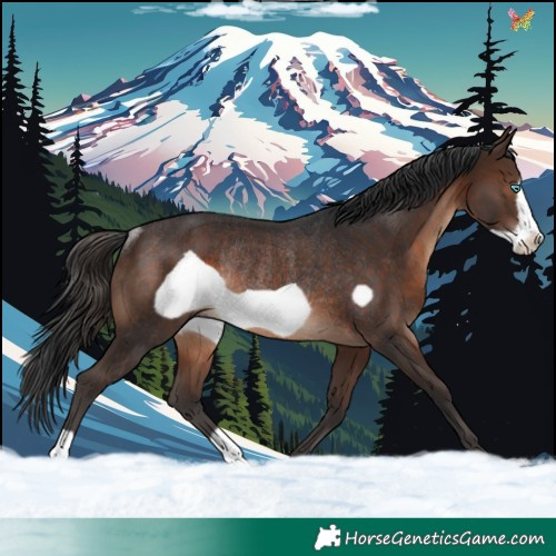 Horse Color:Brown Frame Rabicano 